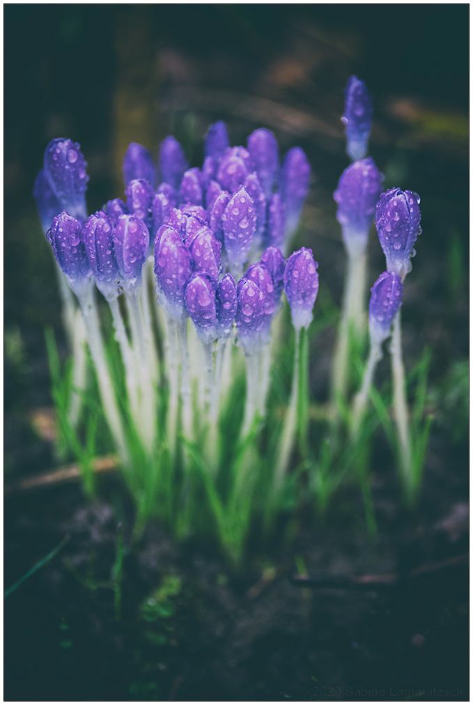 069 Krokusse im Regen