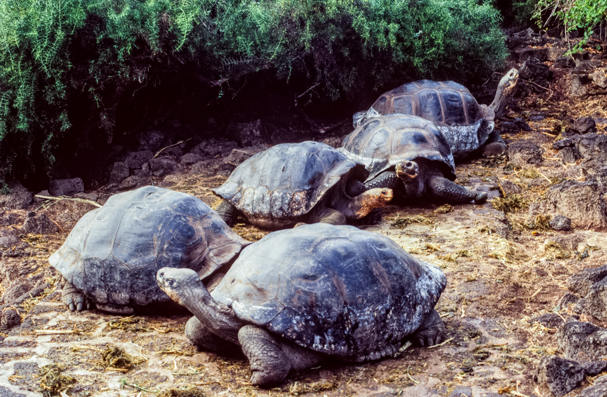 069_Ecuador_Galapagos_04_21.jpg