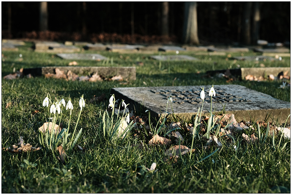 070 Eichhof Friedhof Kiel – Bombenopferfeld