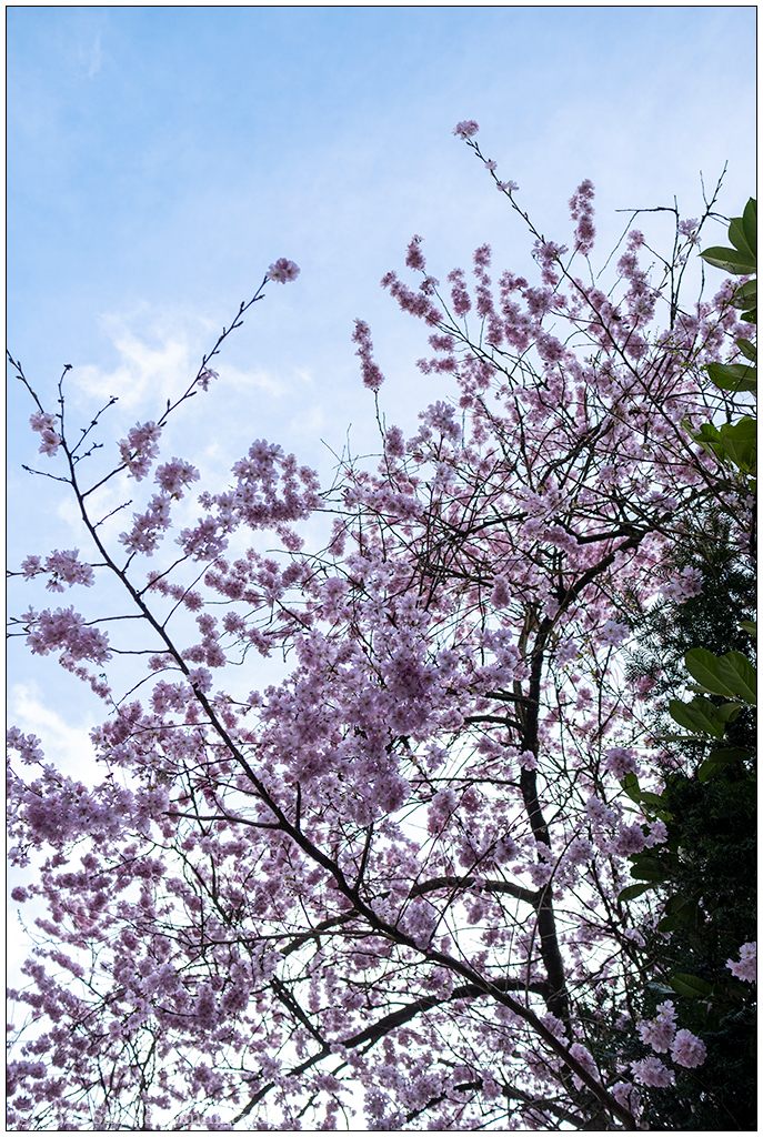 070 Rosa am Himmel