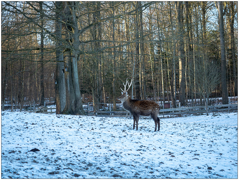 071 Tiergehehe Hasseldieksdamm Hirsch