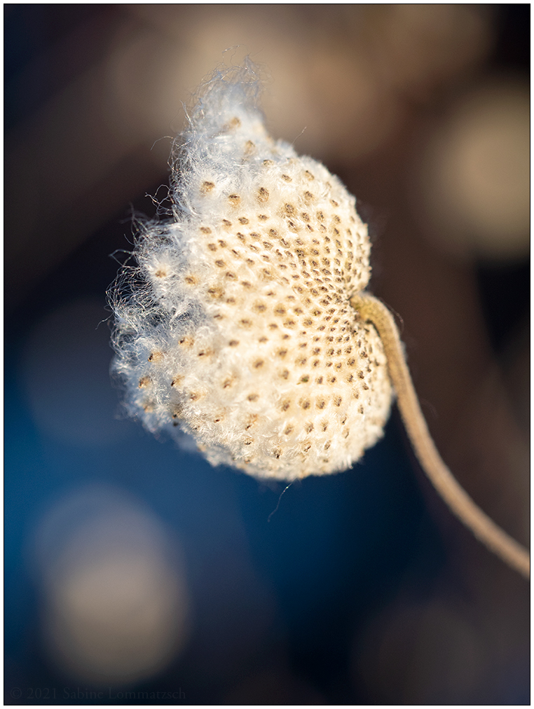074 Bünte - Anemone im Samenstand in der Wintersonne