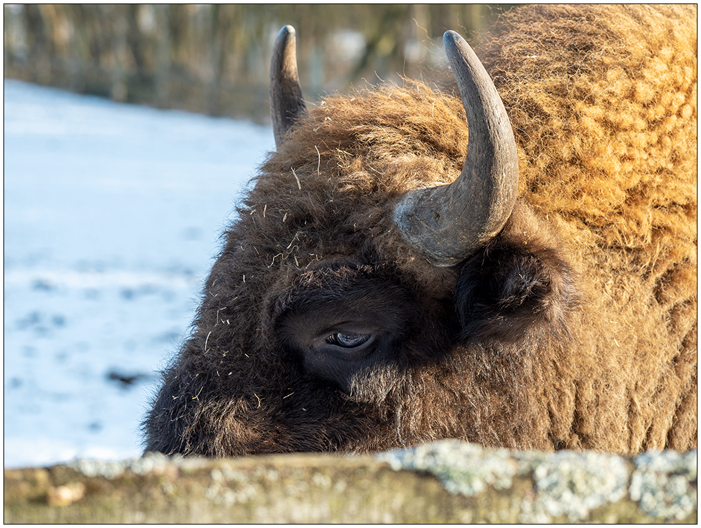 075 Tiergehehe Hasseldieksdamm Wisent I