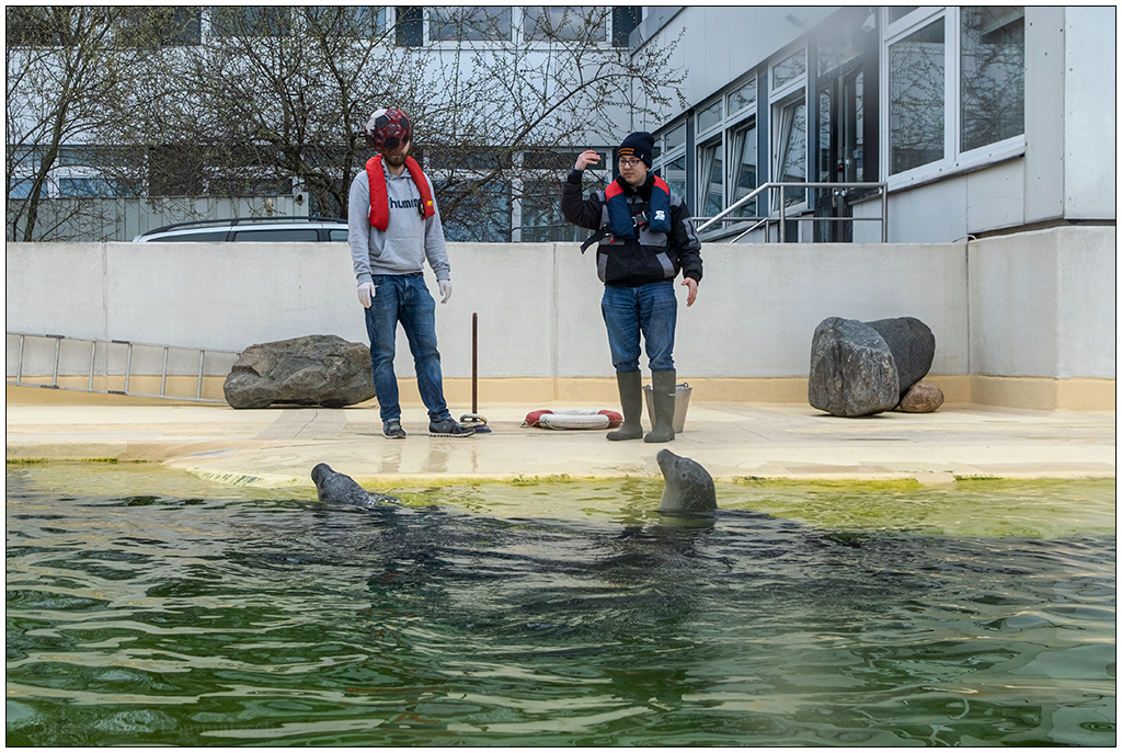 076 Kiellinie – Aquarium Geomar Seehundbecken Fütterung II