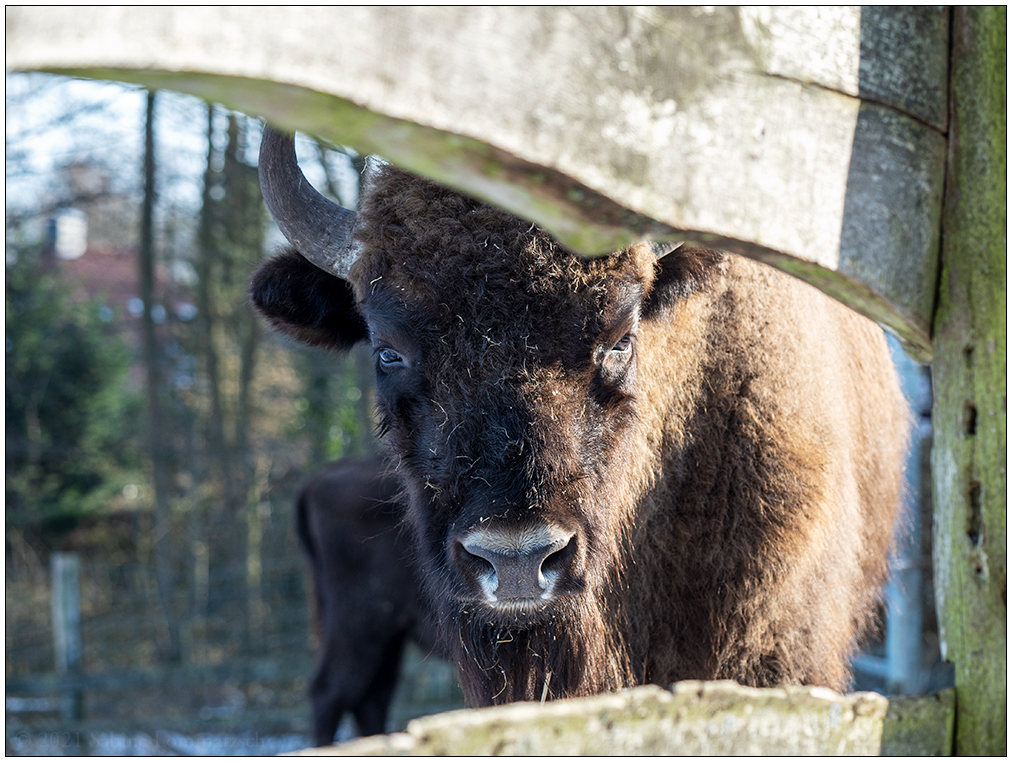 076 Tiergehehe Hasseldieksdamm Wisent II