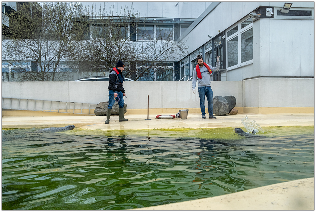 077 Kiellinie – Aquarium Geomar Seehundbecken Fütterung III