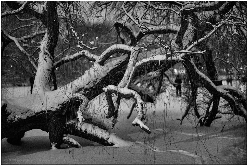 078 Schrevenpark – Abendspaziergang im Neuschnee I