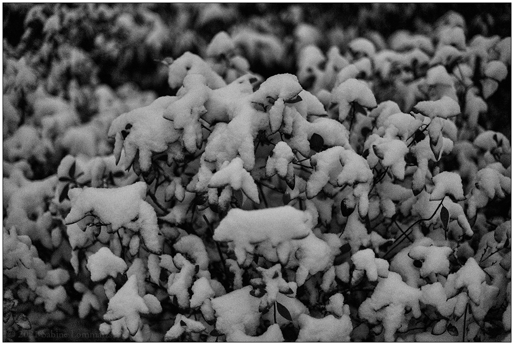 079 Schrevenpark – Abendspaziergang im Neuschnee II