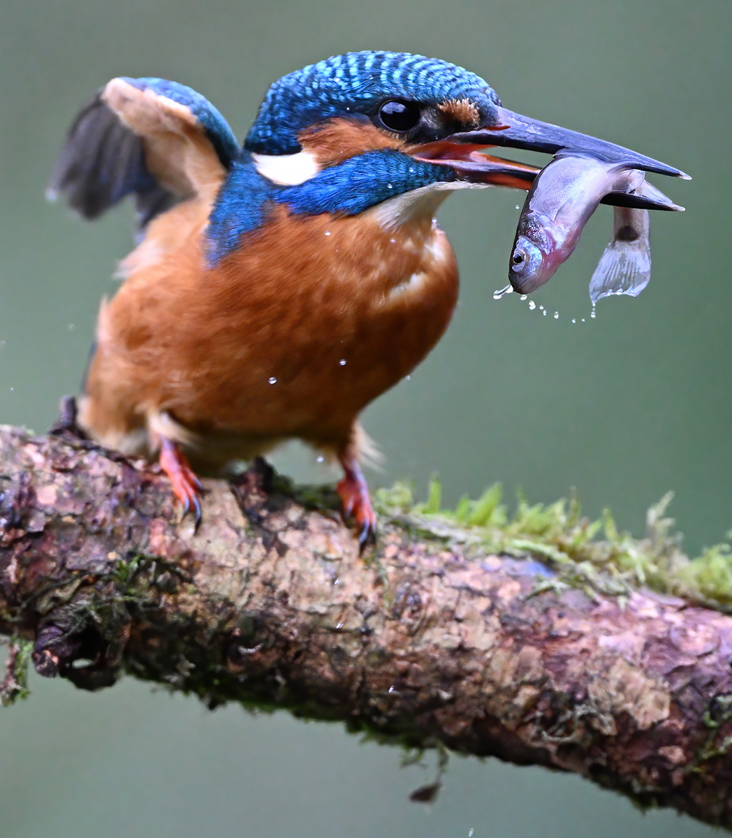 08 400mm f-4.JPG