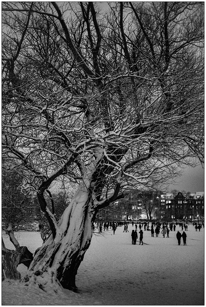 080 Schrevenpark – Abendspaziergang im Neuschnee III