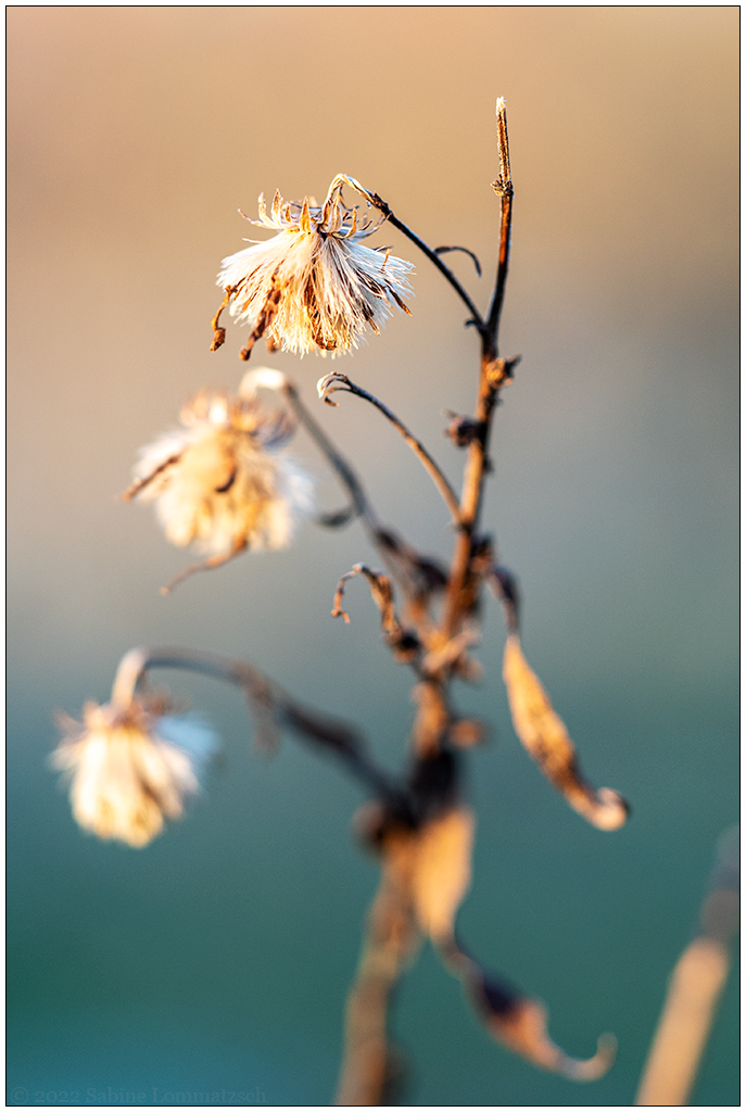 085 Gelassenheit – Pflanze in der Abendsonne (Makro)