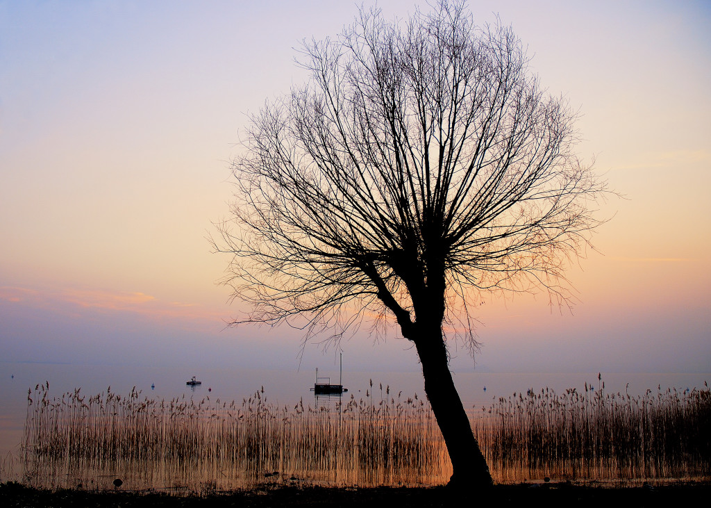 09.03 Baum Gardasee