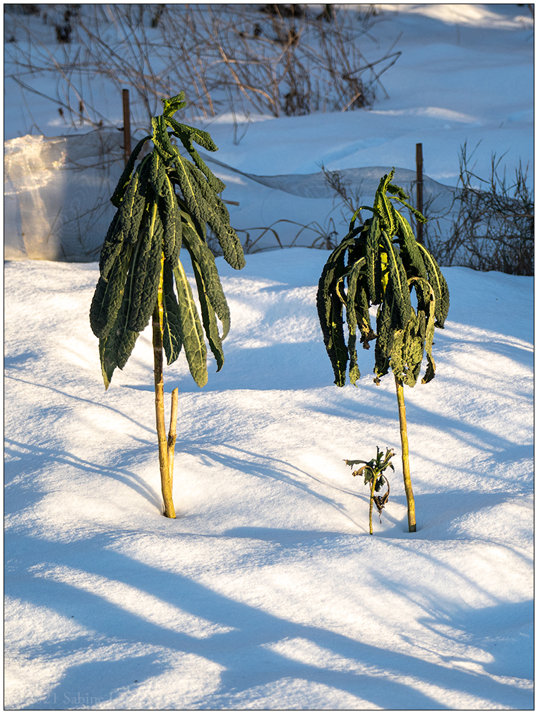 090 Winter in der Bünte – Palmkohl im Schnee
