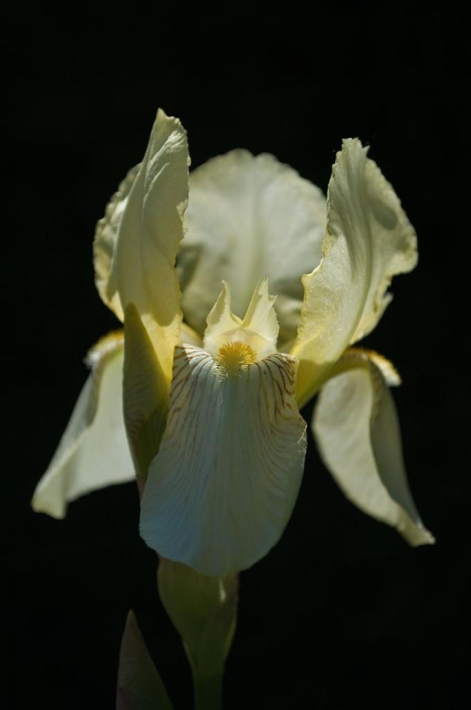 090523 0041 Schloss Wolfsgarten 2009