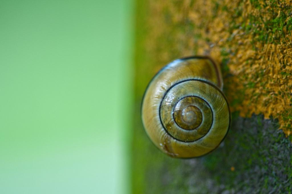 090530 0031 Makro Paddelteich