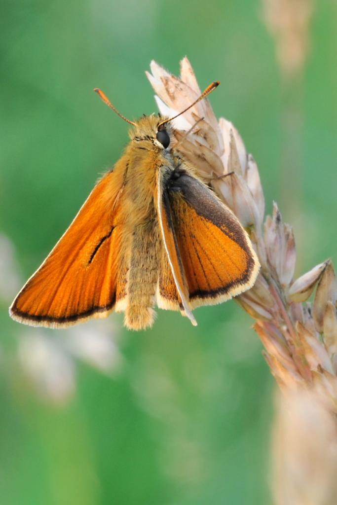 0906 Makro 039