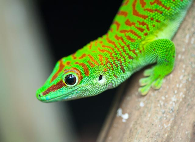 090630 0036 Zoo Makros