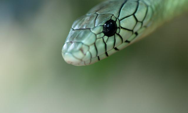 090630 0047 Zoo Makros