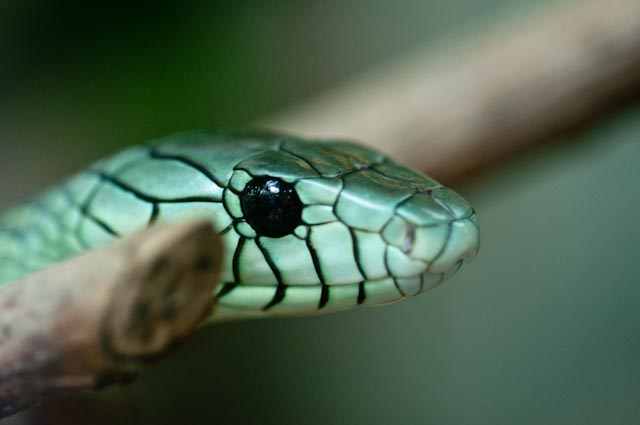 090630 0054 Zoo Makros