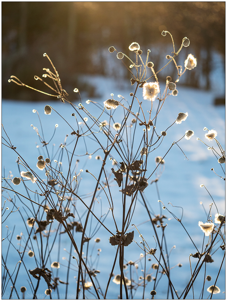 091 Winter in der Bünte – Herbstanemone