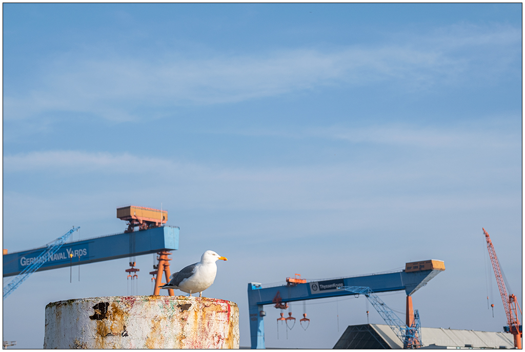 092 Spaziergang – Möwe mit HDW-Kränen im HIntergrund