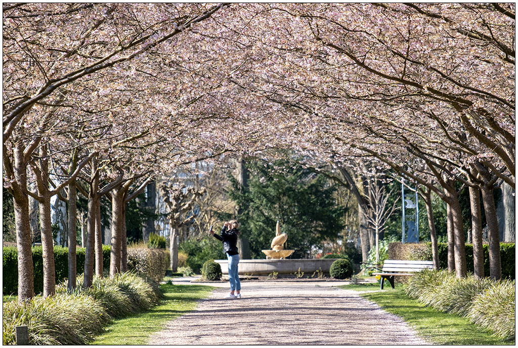 093 Kirschblüte auf dem Alten Urnenfriedhof II