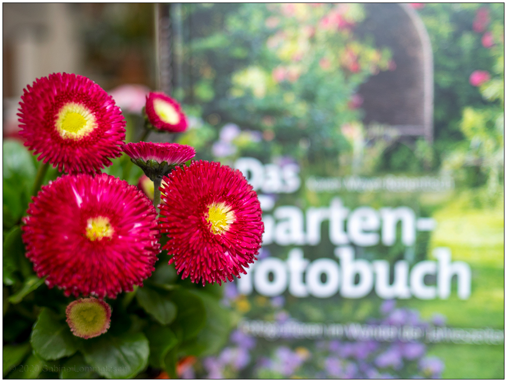 094 Bellis mit Garten-Fotobuch