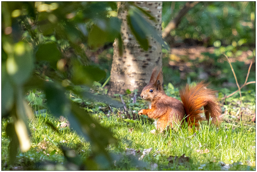 094 Eichhörnchen im Gras auf dem Alten Urnenfriedhof