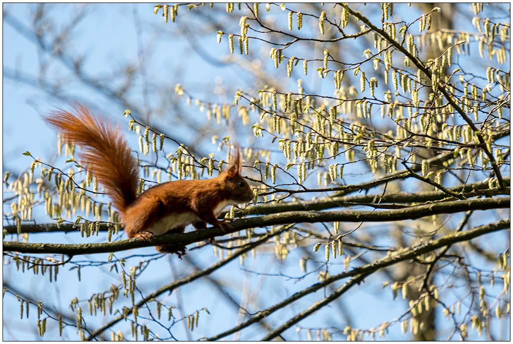095  Eichhörnchen auf einem Baum auf dem Alten Urnenfriedhof