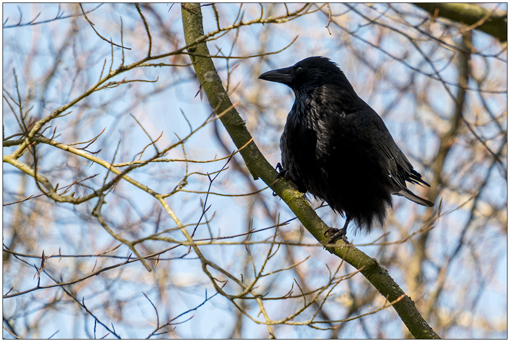 096 Krähe auf einem Baum auf dem Alten Urnenfriedhof