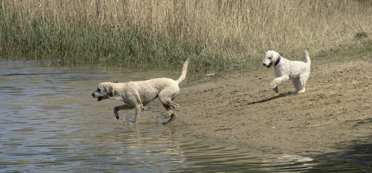 1-2Necken gehört dazu, sie will ihn nicht ins Wasser lassen....jpg