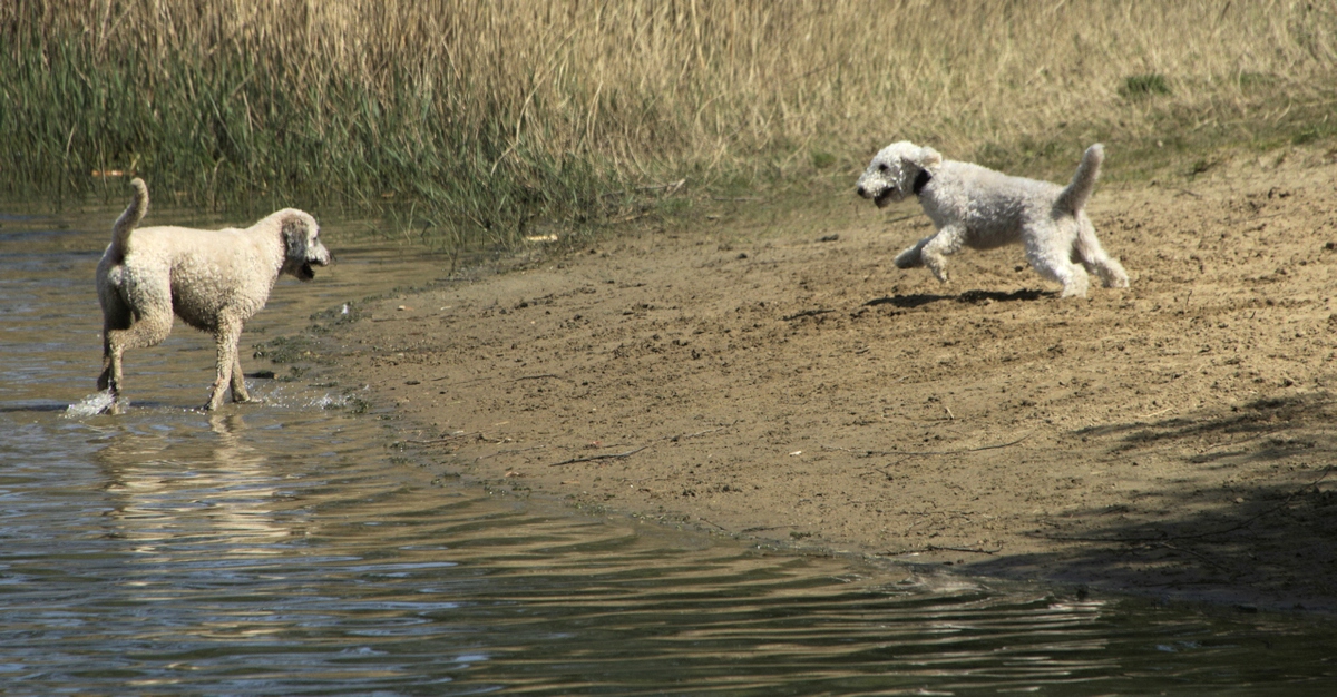 1 Freude an der Hundebadestelle.jpg