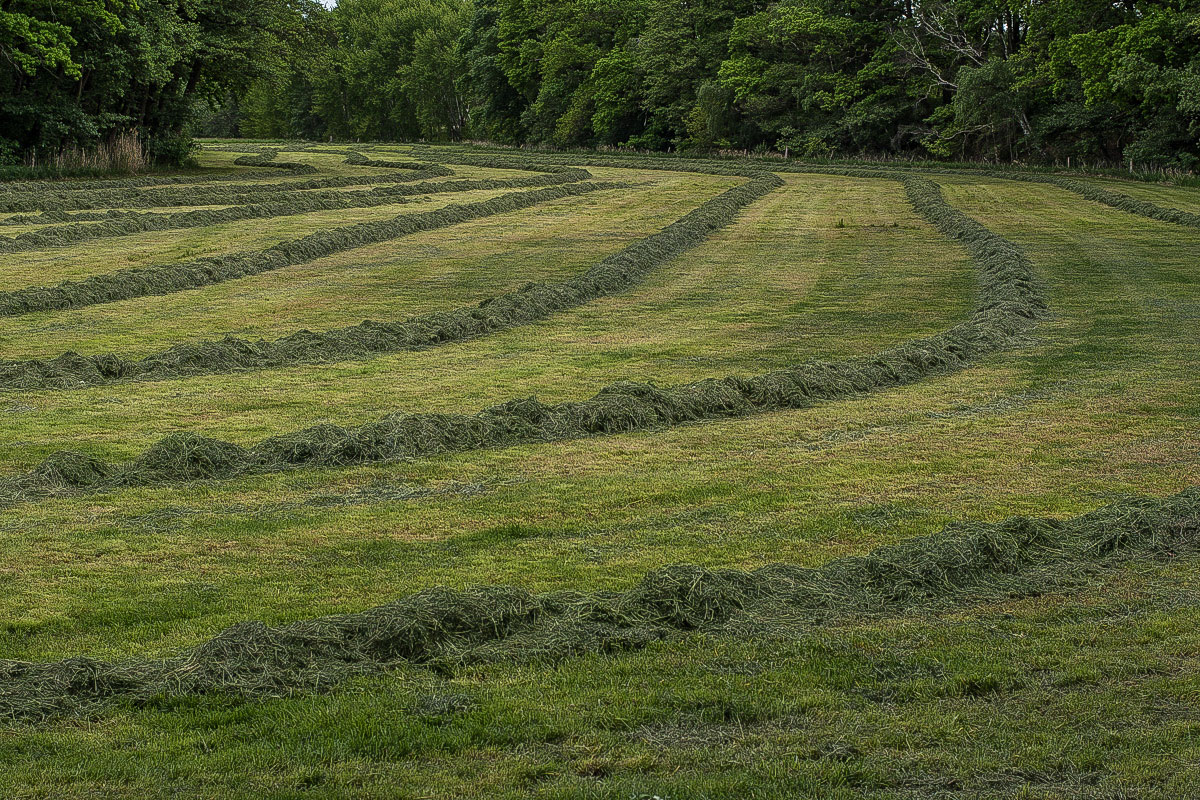 1. Grasschnitt.jpg