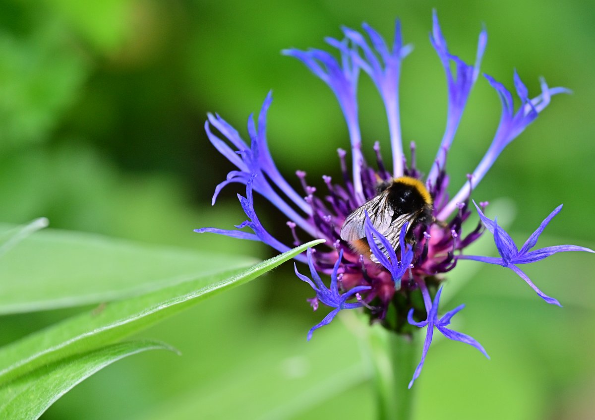 100-400_Hummel.jpg