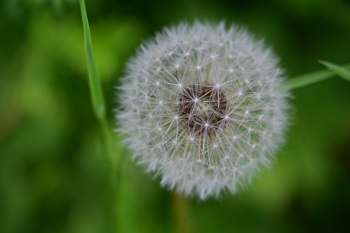 100-400_Quasi-Makro.jpg