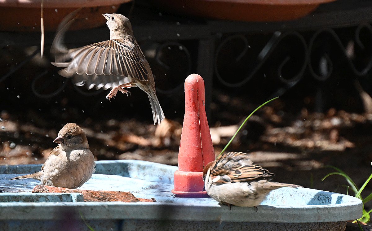 100-400_TC2_3x Spatz am Wasser.jpg