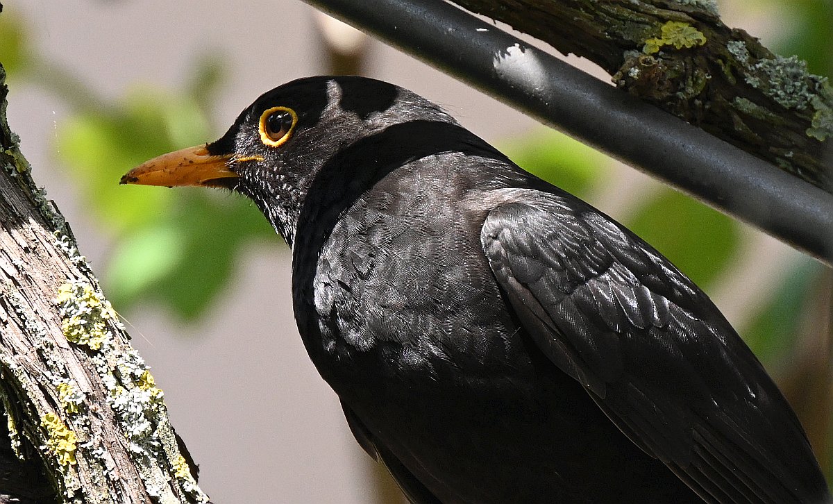 100-400_TC2_Amsel.jpg