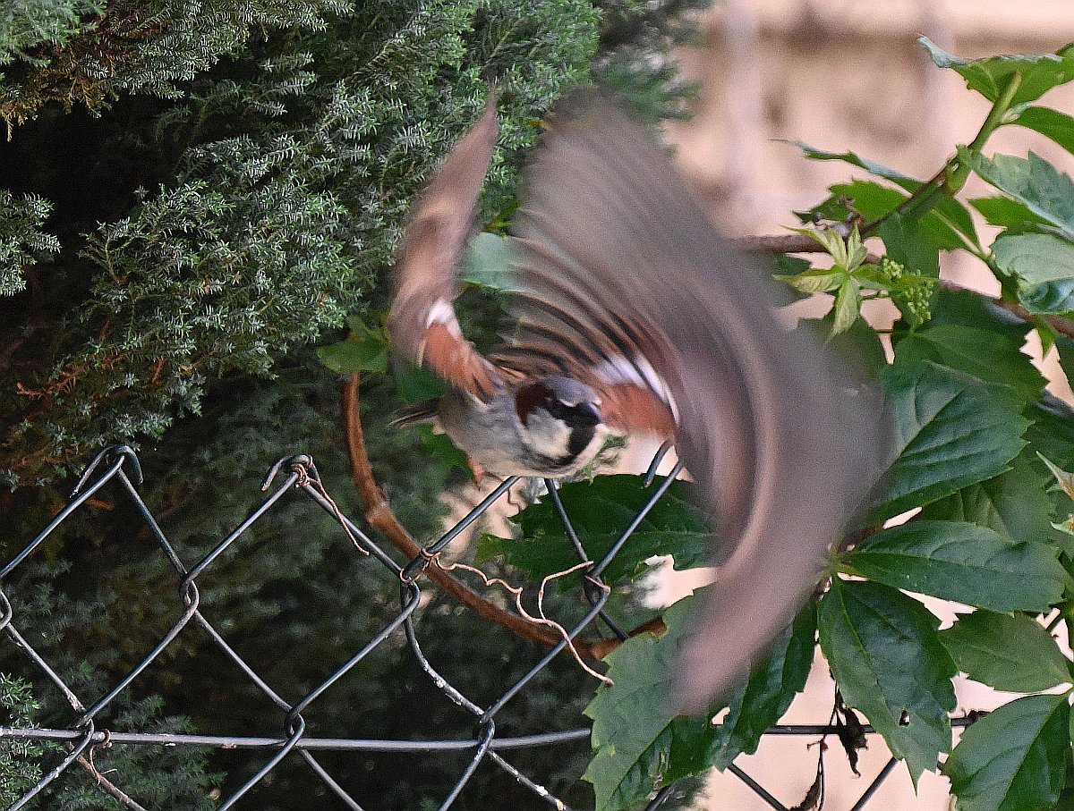 100-400_TC2_Spatz - Rolling Shutter.jpg
