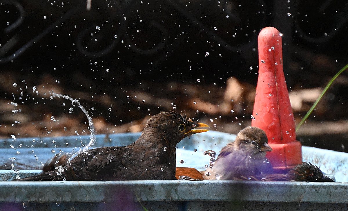 100-400_TC2_Spatz und Amsel am Wasser-2.jpg