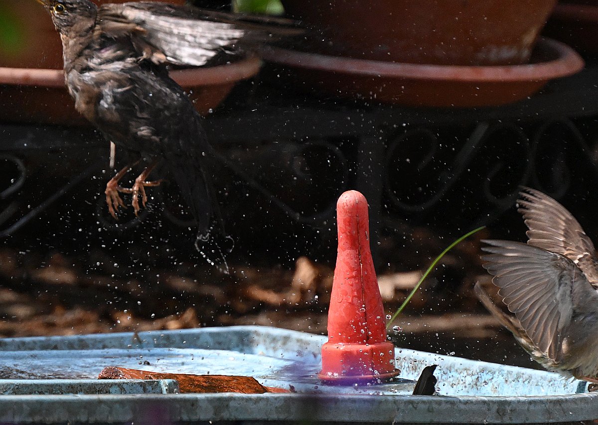 100-400_TC2_Spatz und Amsel am Wasser-3.jpg
