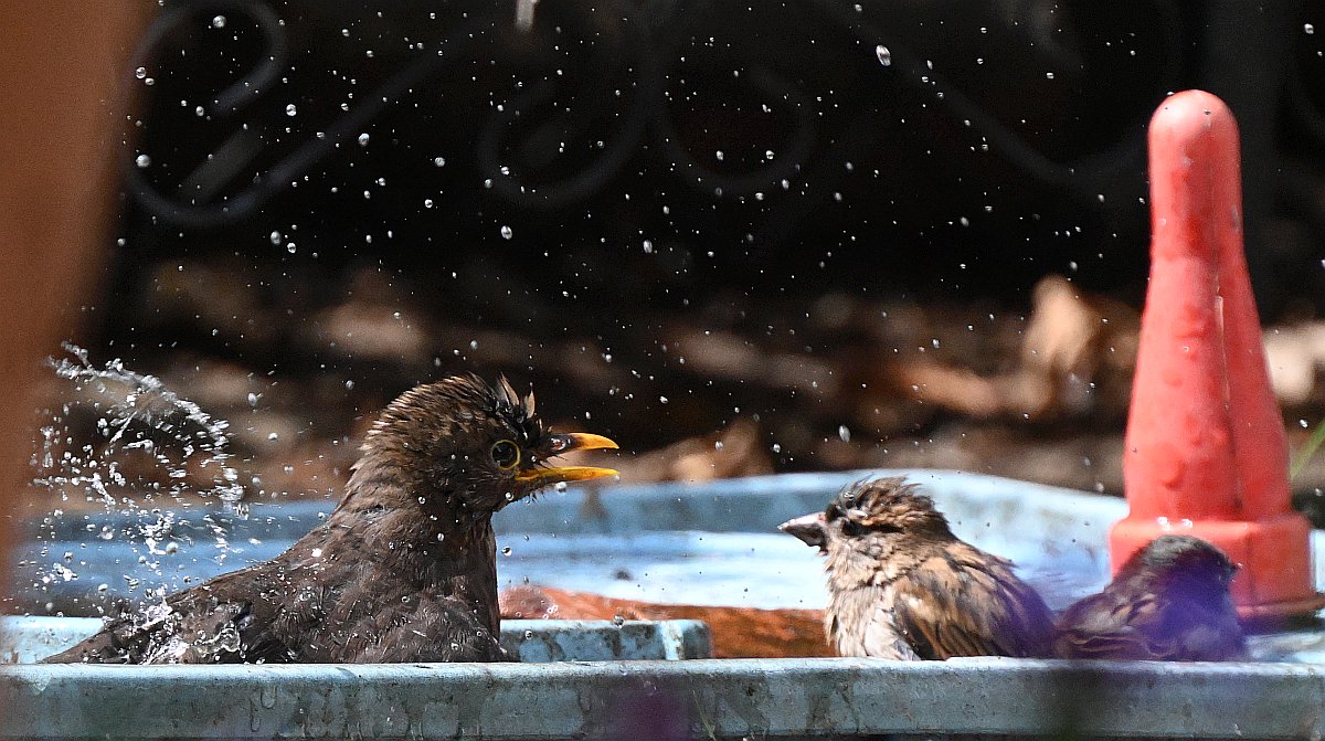 100-400_TC2_Spatz und Amsel am Wasser.jpg