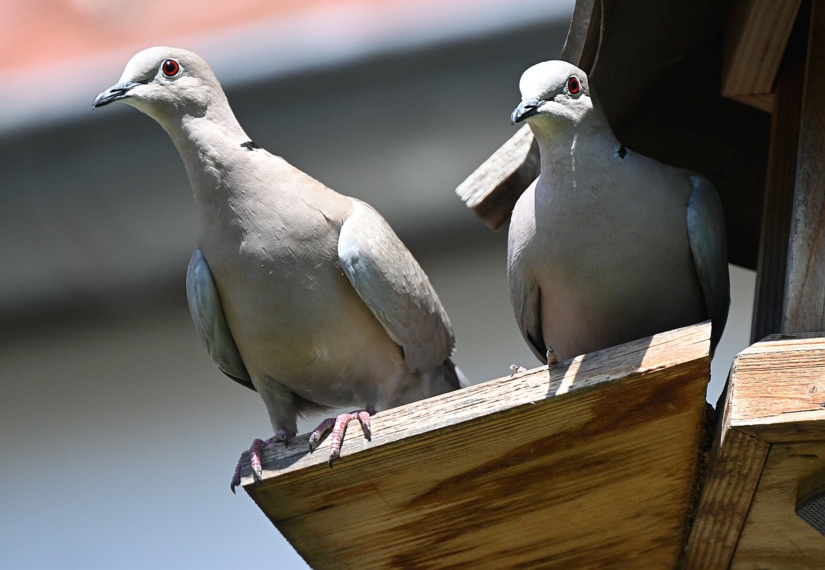 100-400_TC2_Tauben.jpg