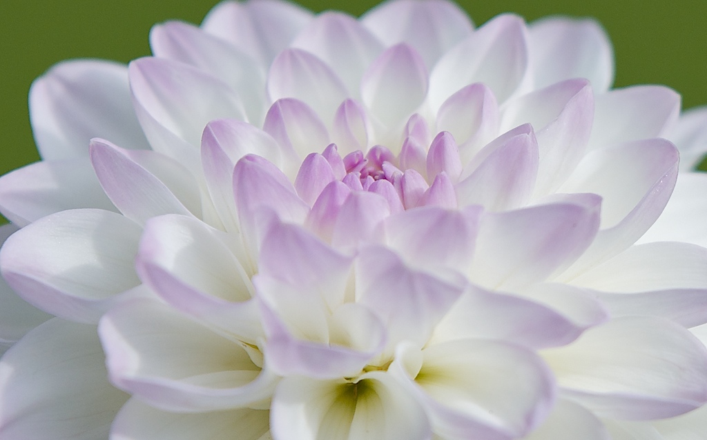 100% crop