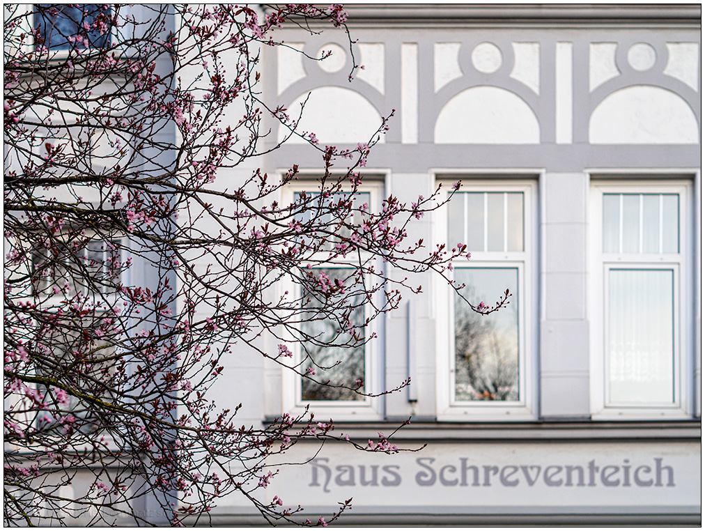 100 Rosa Blüten vor Haus Schreventeich