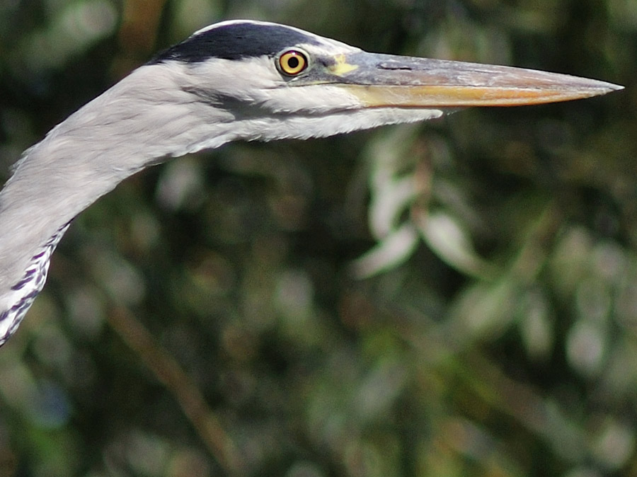 100Zooreiher im Abflug
