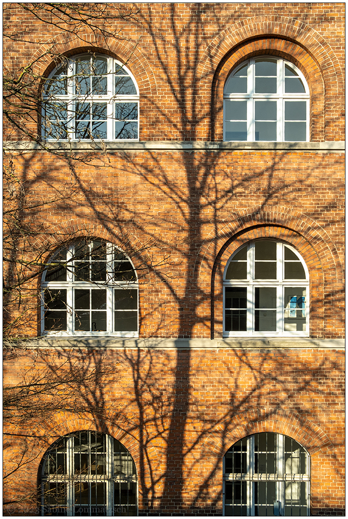 101 Baumschatten III