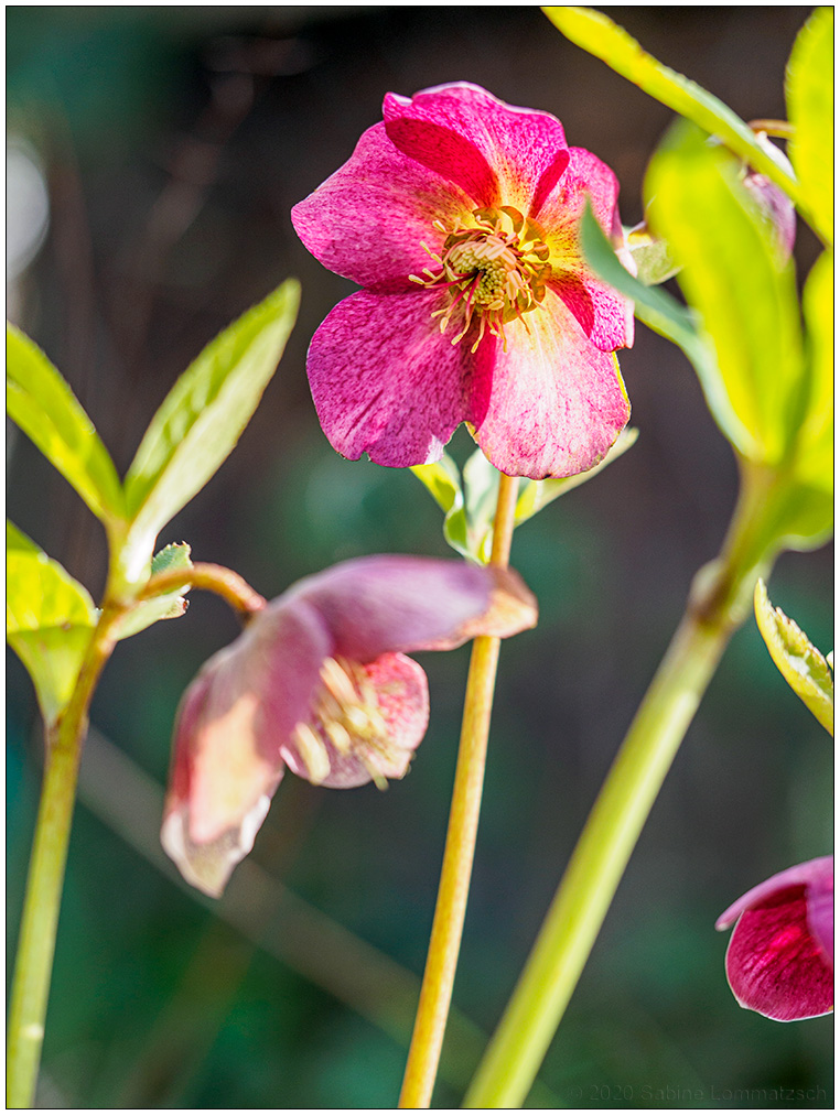 105 Lenzrose