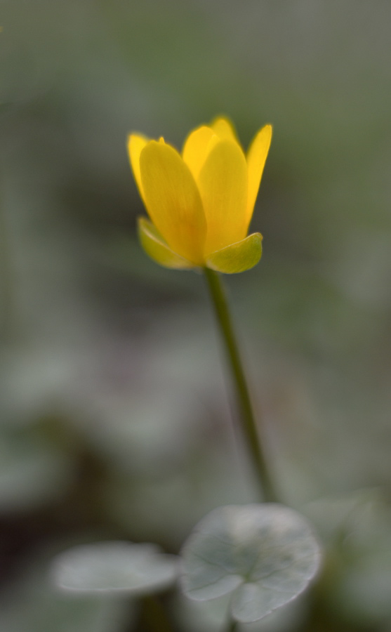 1082900dotterblumen