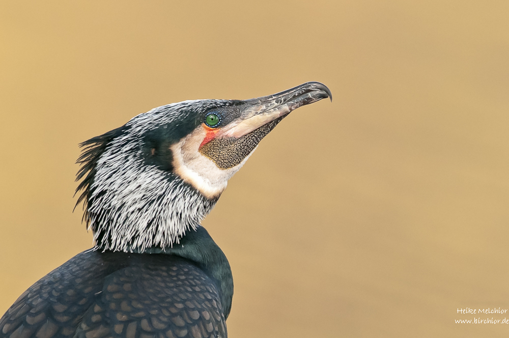 10M 0728 bearbeitet 1 2
Zeigt her Eure Vögel #4016