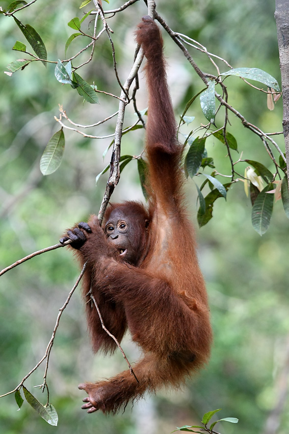 11 06 14Borneo000457